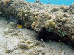 Longspine Sea Urchins